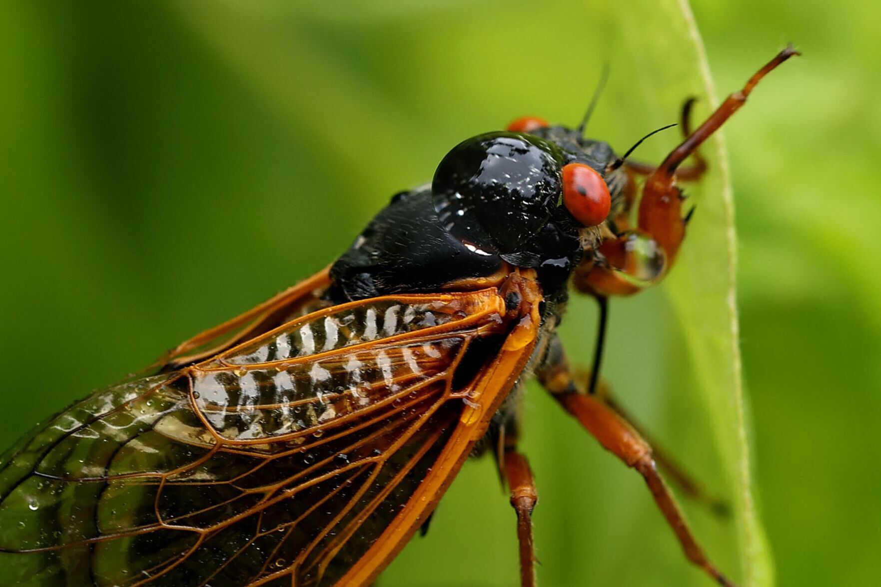 Brood X had a good run, but now the annual cicadas are taking center stage